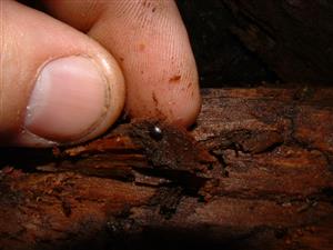 TML (zber pod kôrou a v sedimentoch)